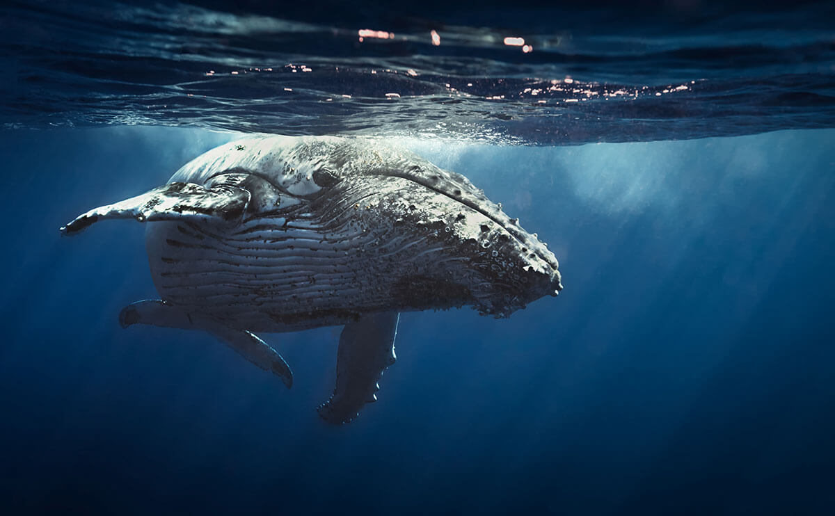 A humpback whale, for the One Ocean Initiative