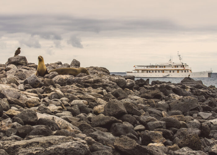 Grace-Yacht-Hawk-Sealions
