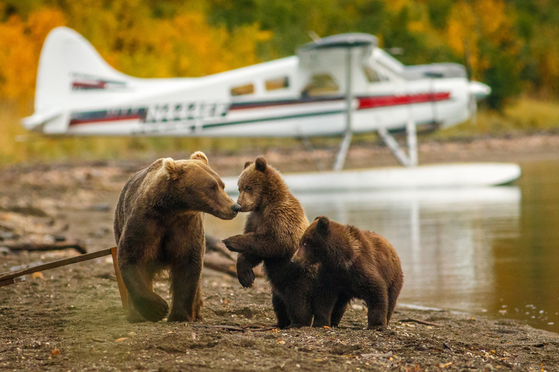 Alaska Bear Sighting Alaska Yacht Charter