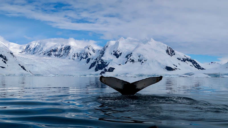 Antarctica Whale Sighting