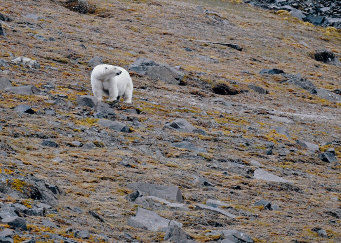 togo polar bear